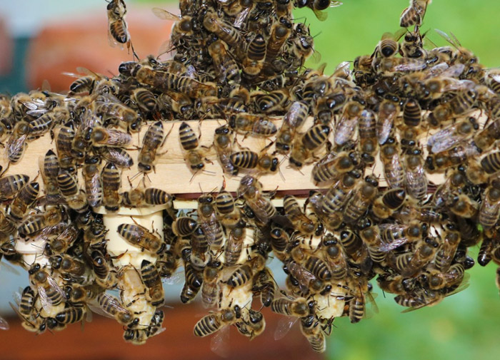 Les abeilles et l'apiculture en Moselle avec Apifensch