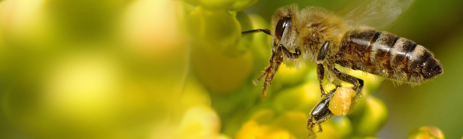 Apifensch, syndicat apicole et rucher école